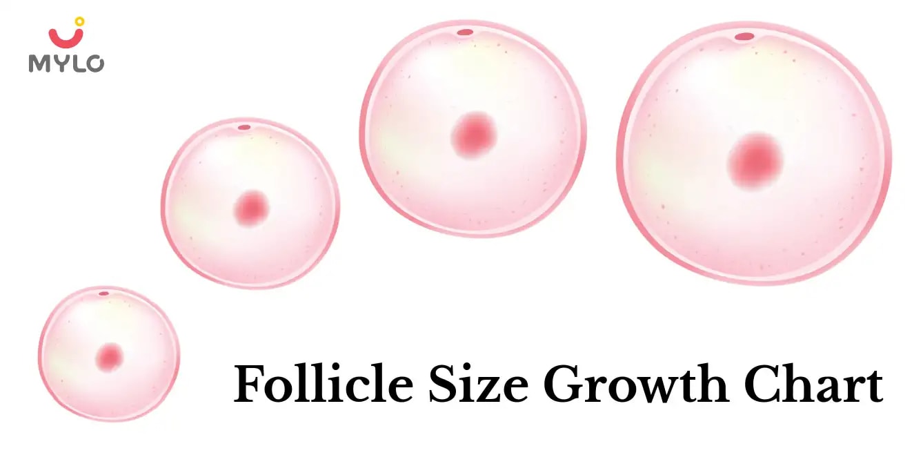 The Ultimate Guide to Understanding a Follicle Size Growth Chart ...