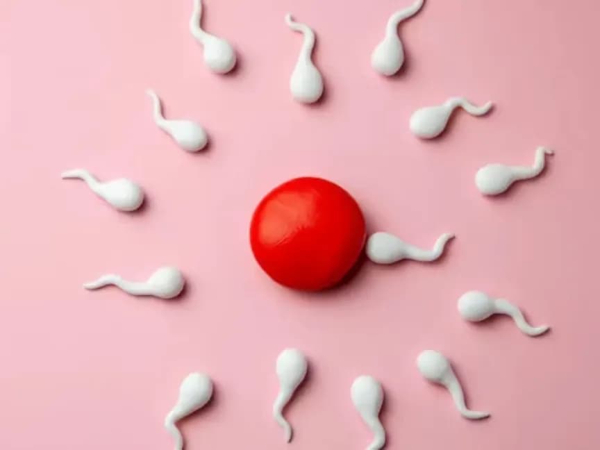 What Are the Signs of Ovulation & How to Estimate When You're Ovulating to Boost Chances of Pregnancy?