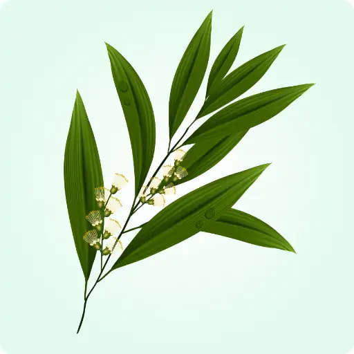 Tea Tree Range for Skin