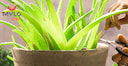 Images related to How to Include Aloe Vera in Your Daily Skincare Regime?
