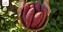 Images related to Sweet Potatoes During Pregnancy in Hindi | प्रेग्नेंसी के दौरान शकरकंद खा सकते हैं?