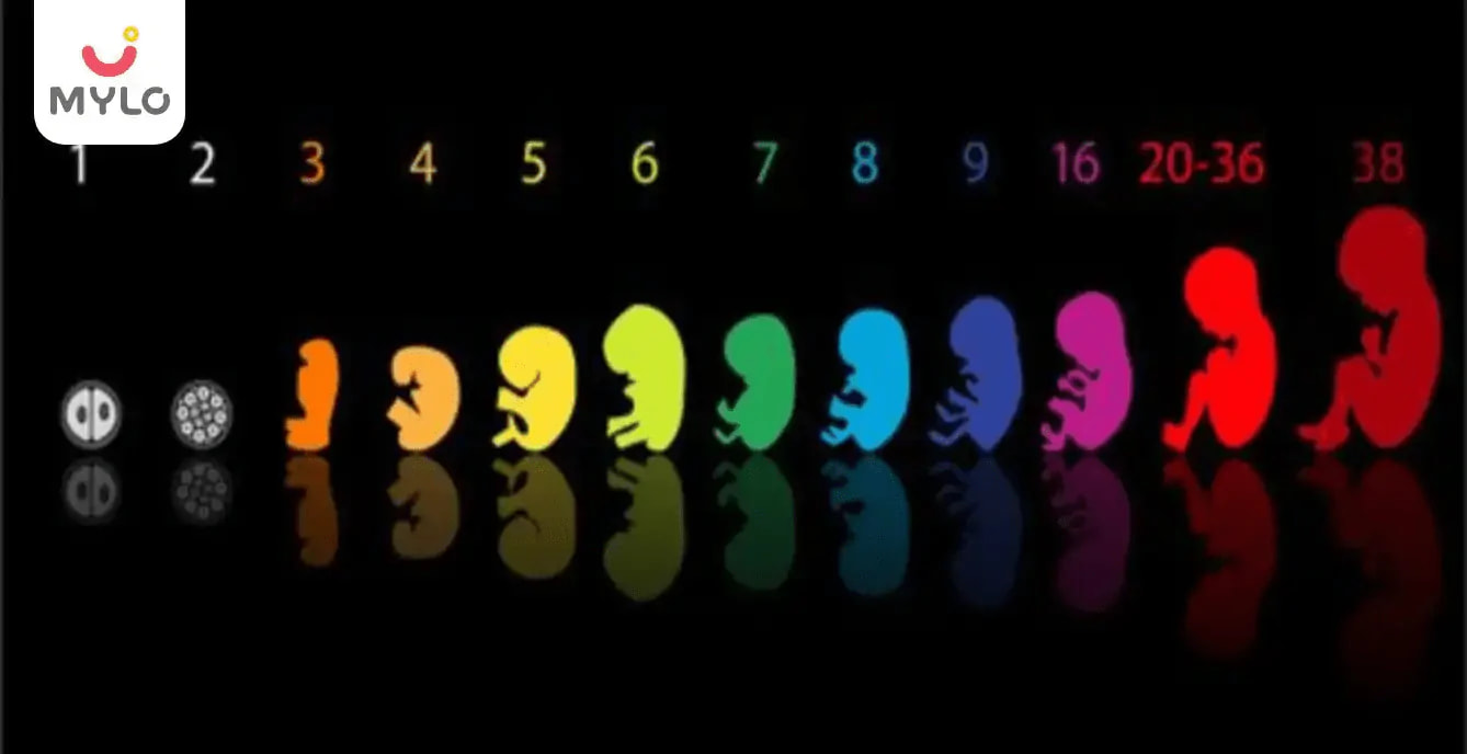 8 వారాల ప్రెగ్నెంట్ బేబీ యొక్క సైజ్ ఎంత? (8 Weeks Pregnant Baby Size: Tracking Your Baby's Growth in Telugu)