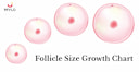 Images related to The Ultimate Guide to Understanding a Follicle Size Growth Chart